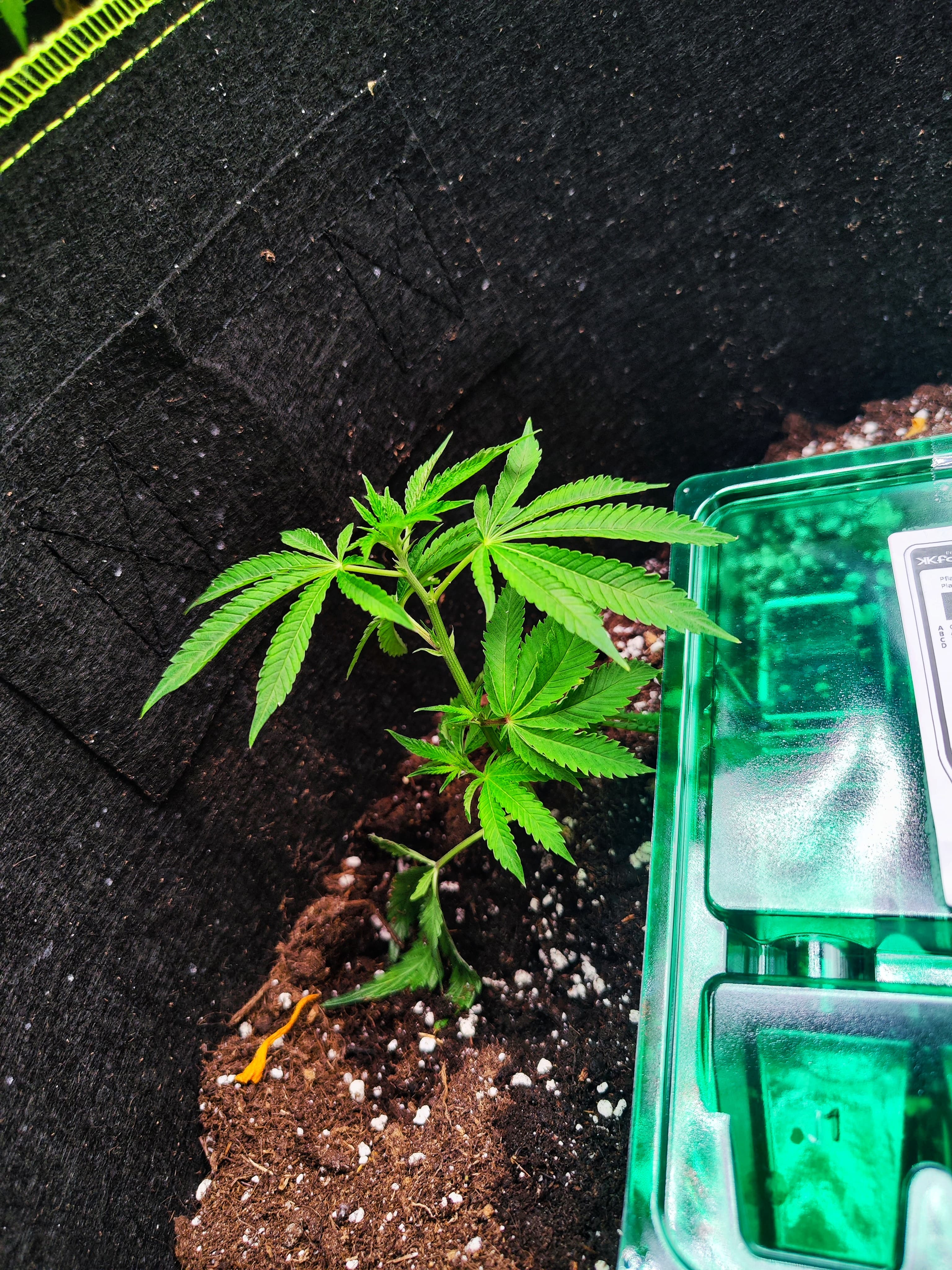 Eine junge Cereal Milk Pflanze (Original Breeder Cut) in der frühen Wachstumsphase.