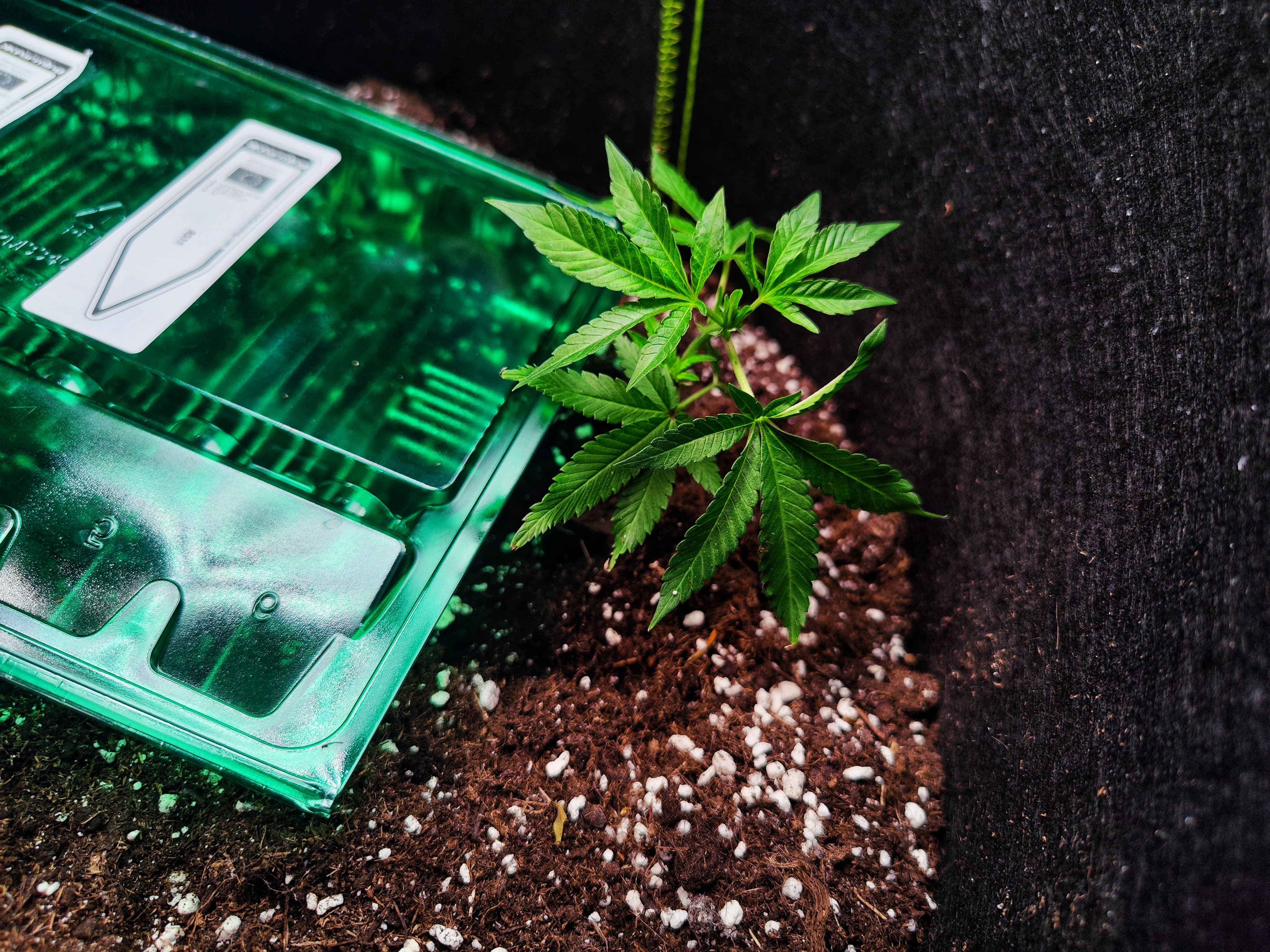 Eine junge RS11 Pflanze (Original Breeder Cut), die ihr kräftiges vegetatives Wachstum zeigt.