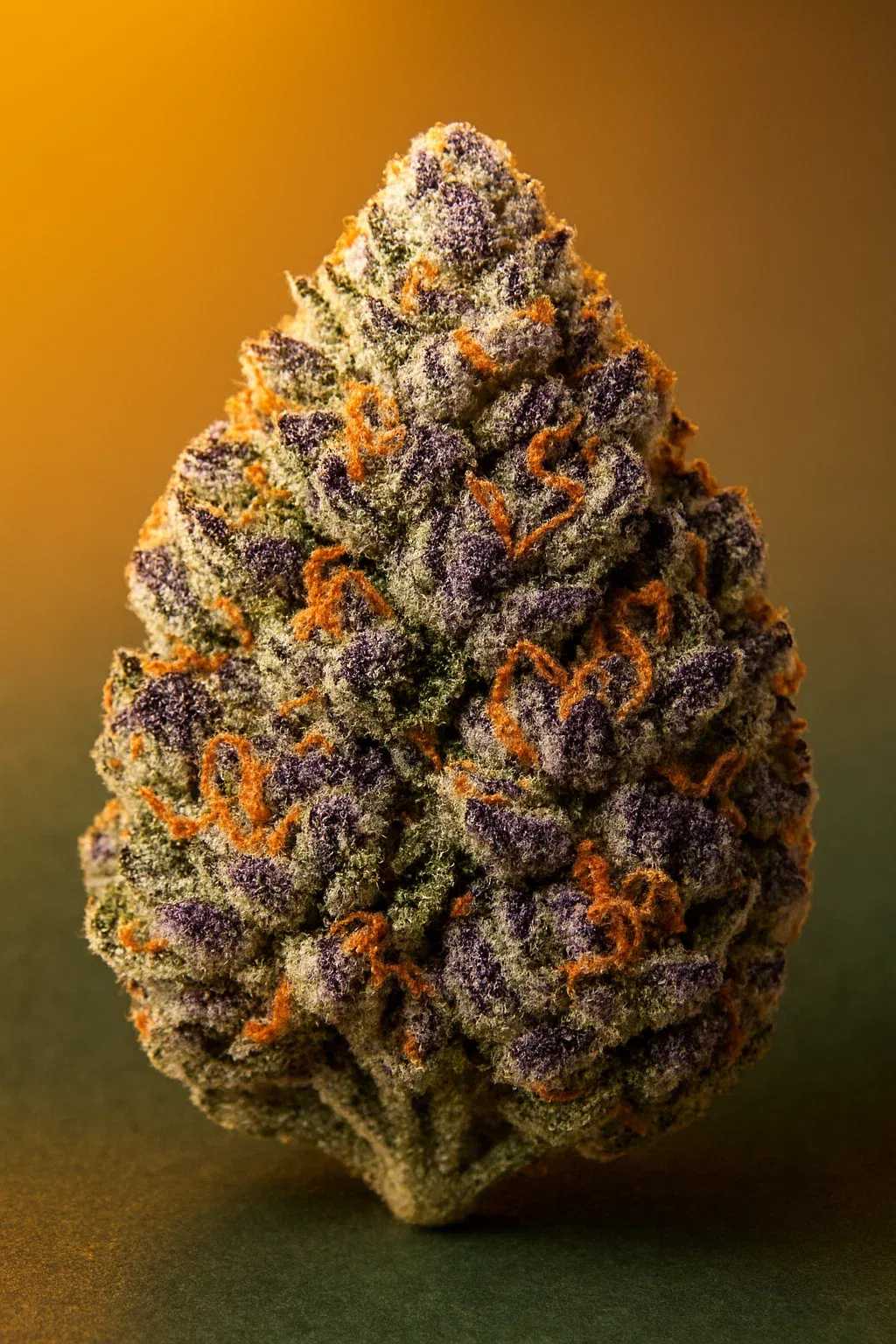 Makroaufnahme einer tiefvioletten Baklava Cannabisblüte, bedeckt mit Trichomen