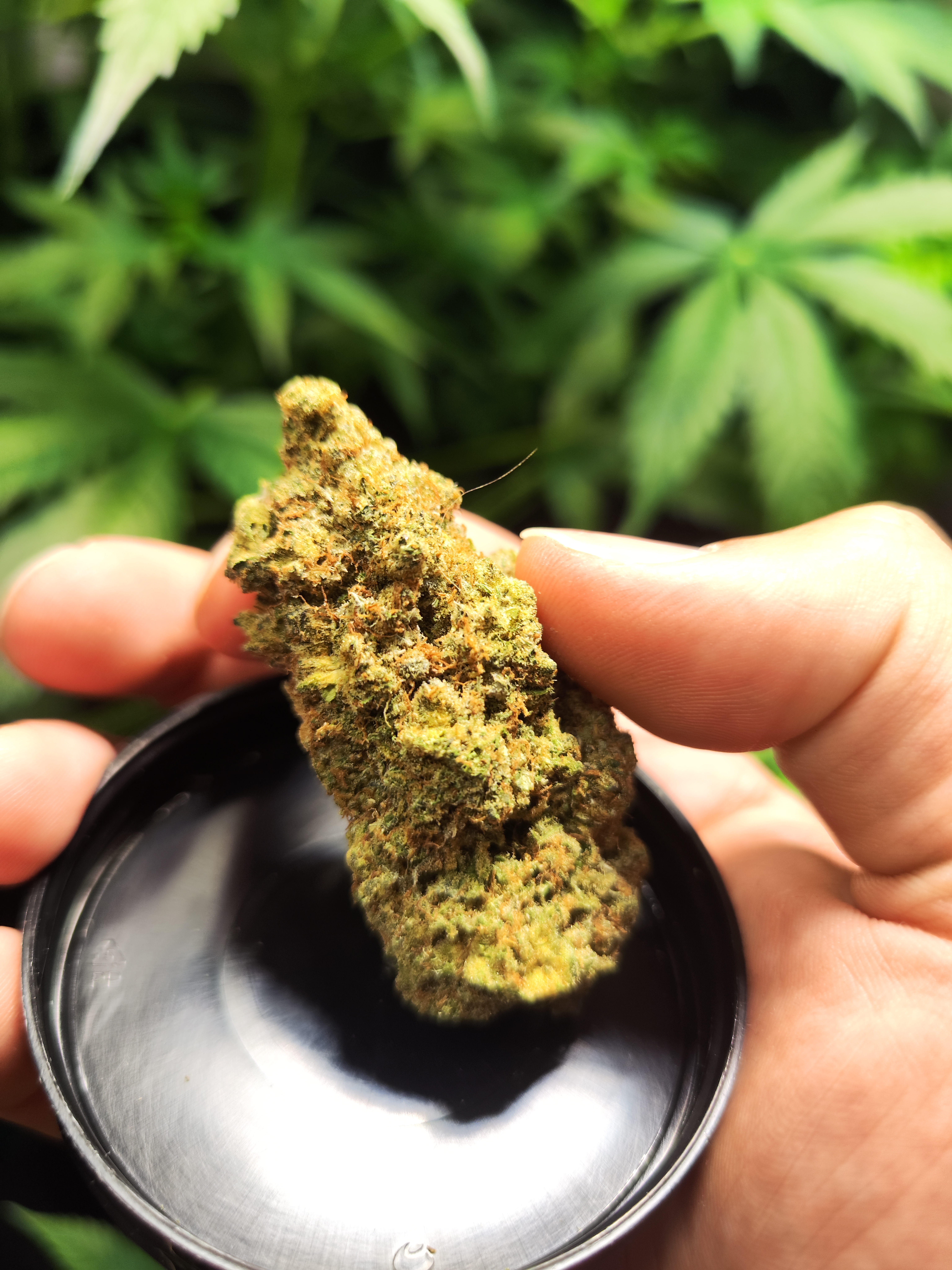 Perfekt getrimmte Ghost Train Haze Blüte von ENUA auf einer Handplatte