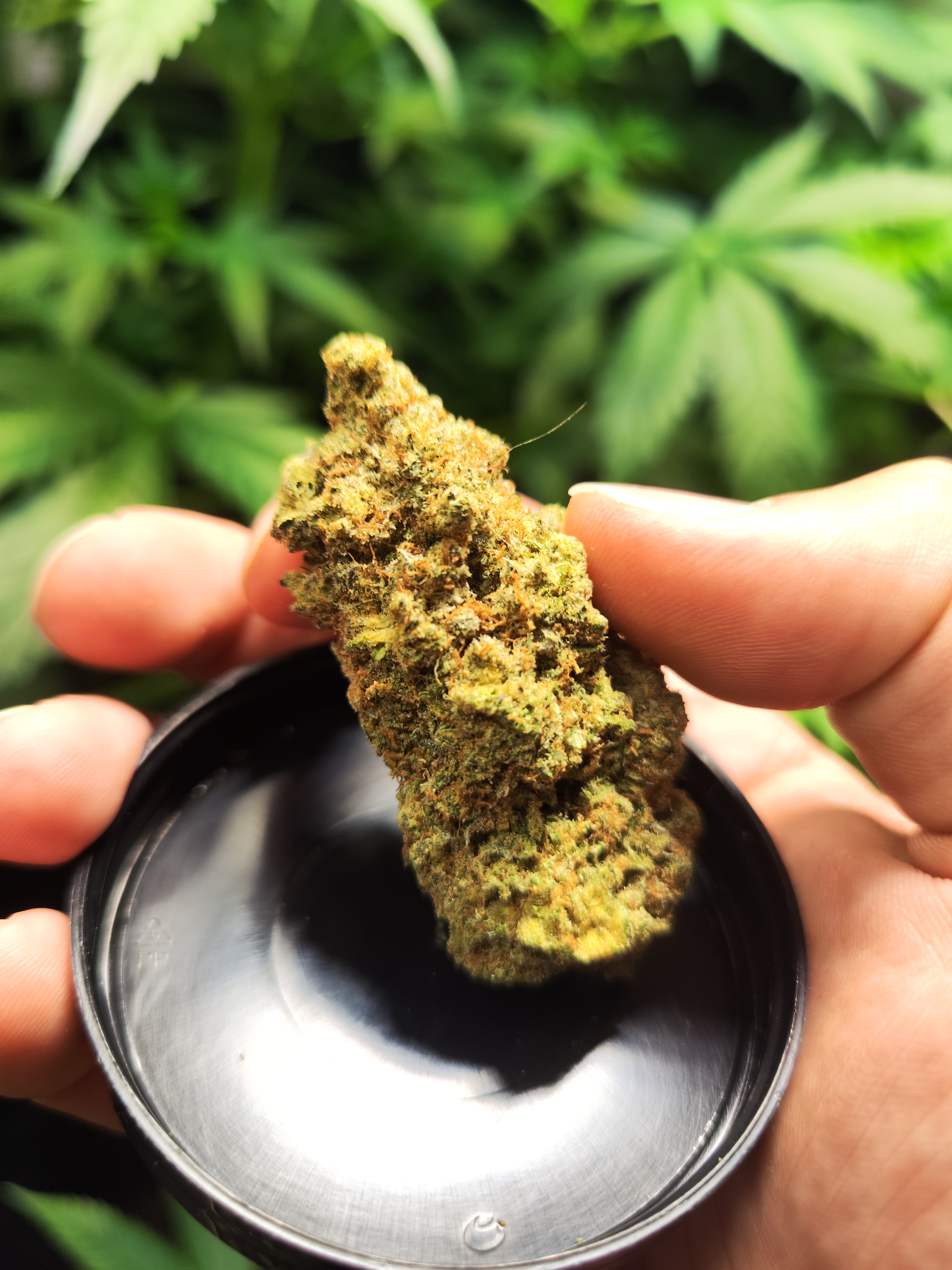 Ghost Train Haze Cannabis: Apotheker-Qualität, leuchtende Blüten, wissenschaftlich und modern illustriert, Fokus auf Terpenprofil und Wirkung.