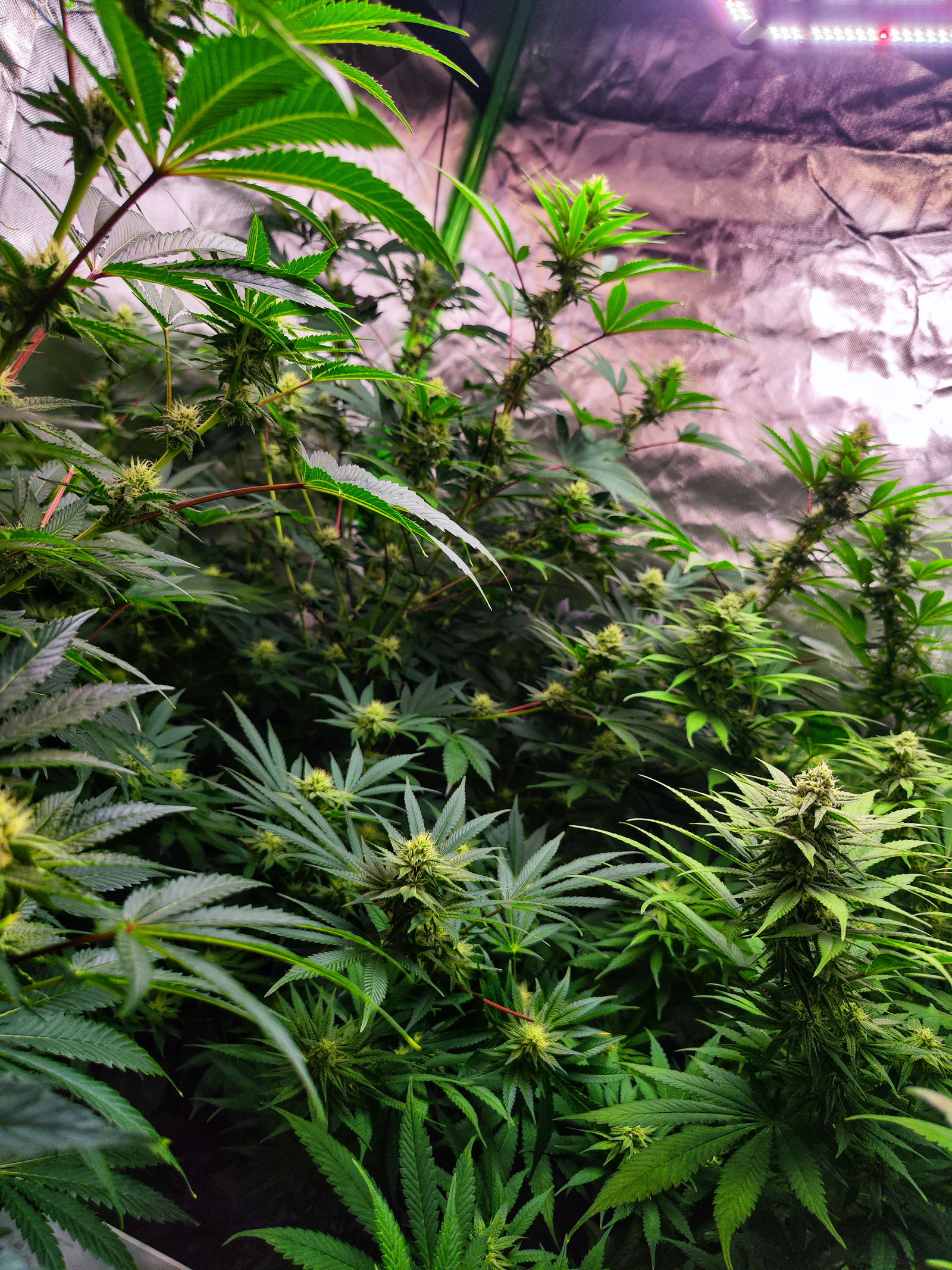 Ein üppig bewachsenes Growzelt, das optimal gekühlt wird