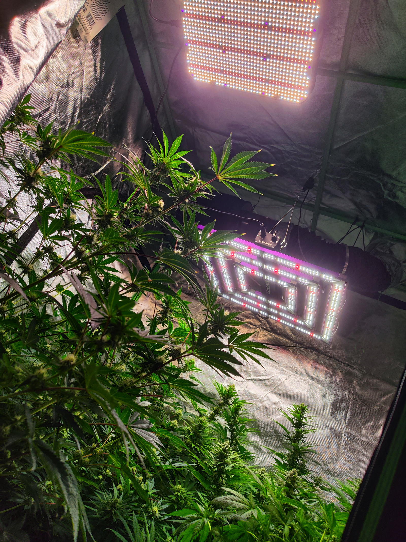 LED Growlampen Vergleich Lumatek vs Fecida im Growzelt