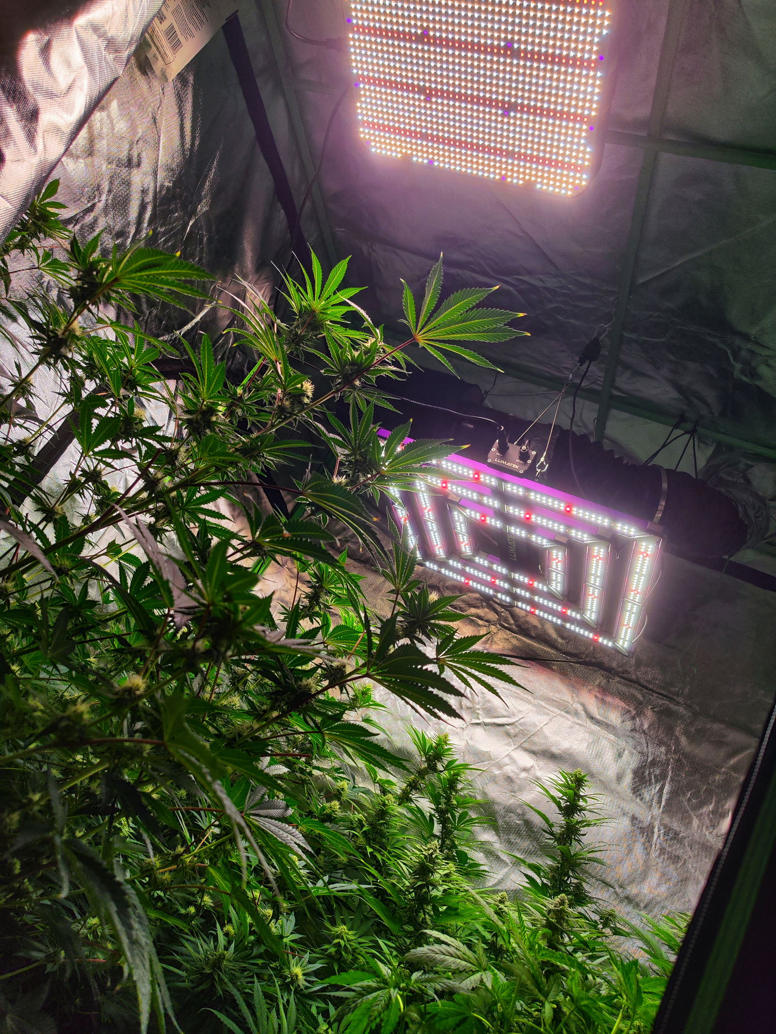 Lumatek ATS 300W Pro vs Fecida 400W LED Vergleich im Growzelt