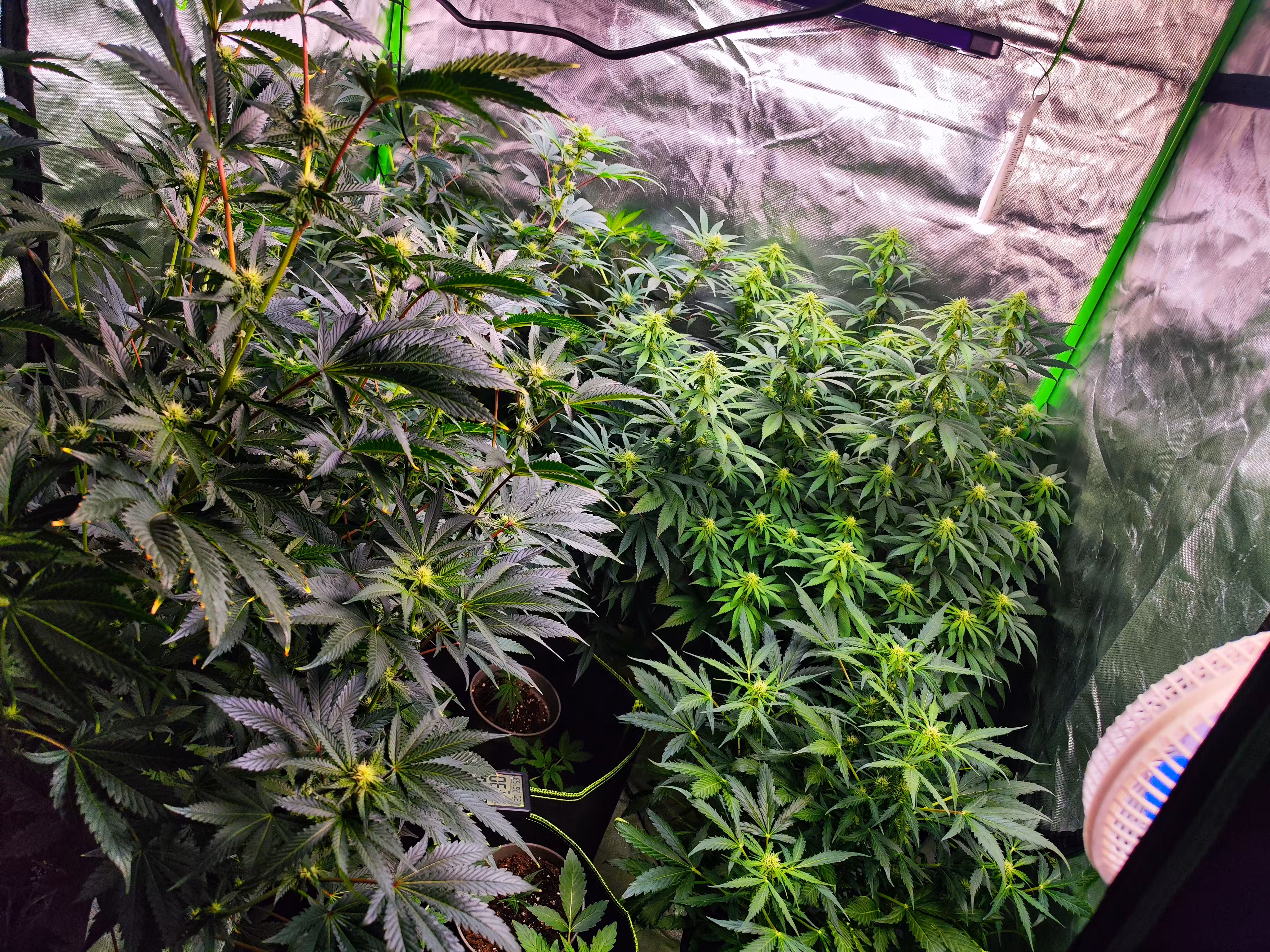 Mini Cannabis Pflanzen Setup mit optimaler Lichtverteilung im Growzelt