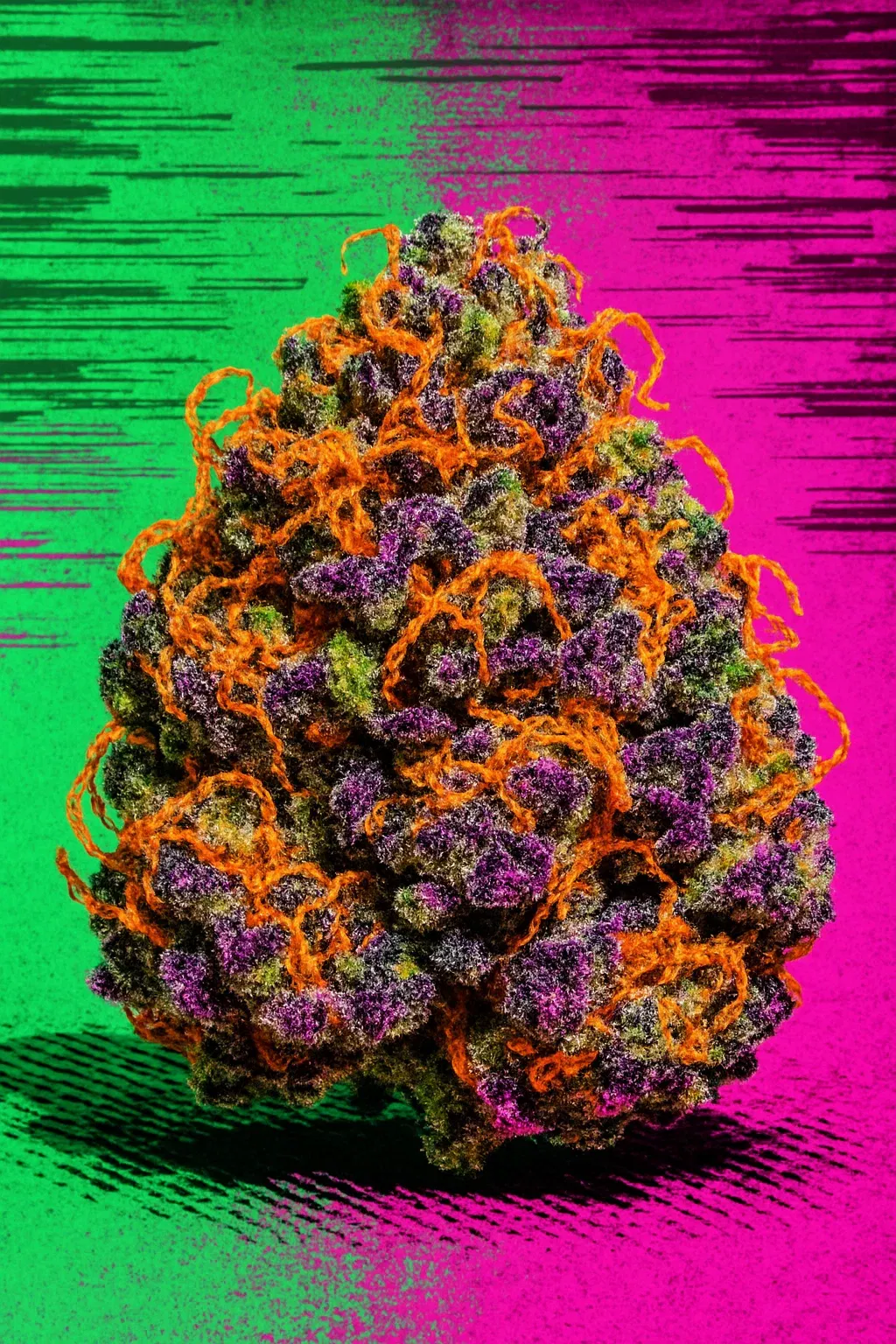 Extrem harzige und dichte Blüten des Jokerz 31 Strains mit lila Akzenten