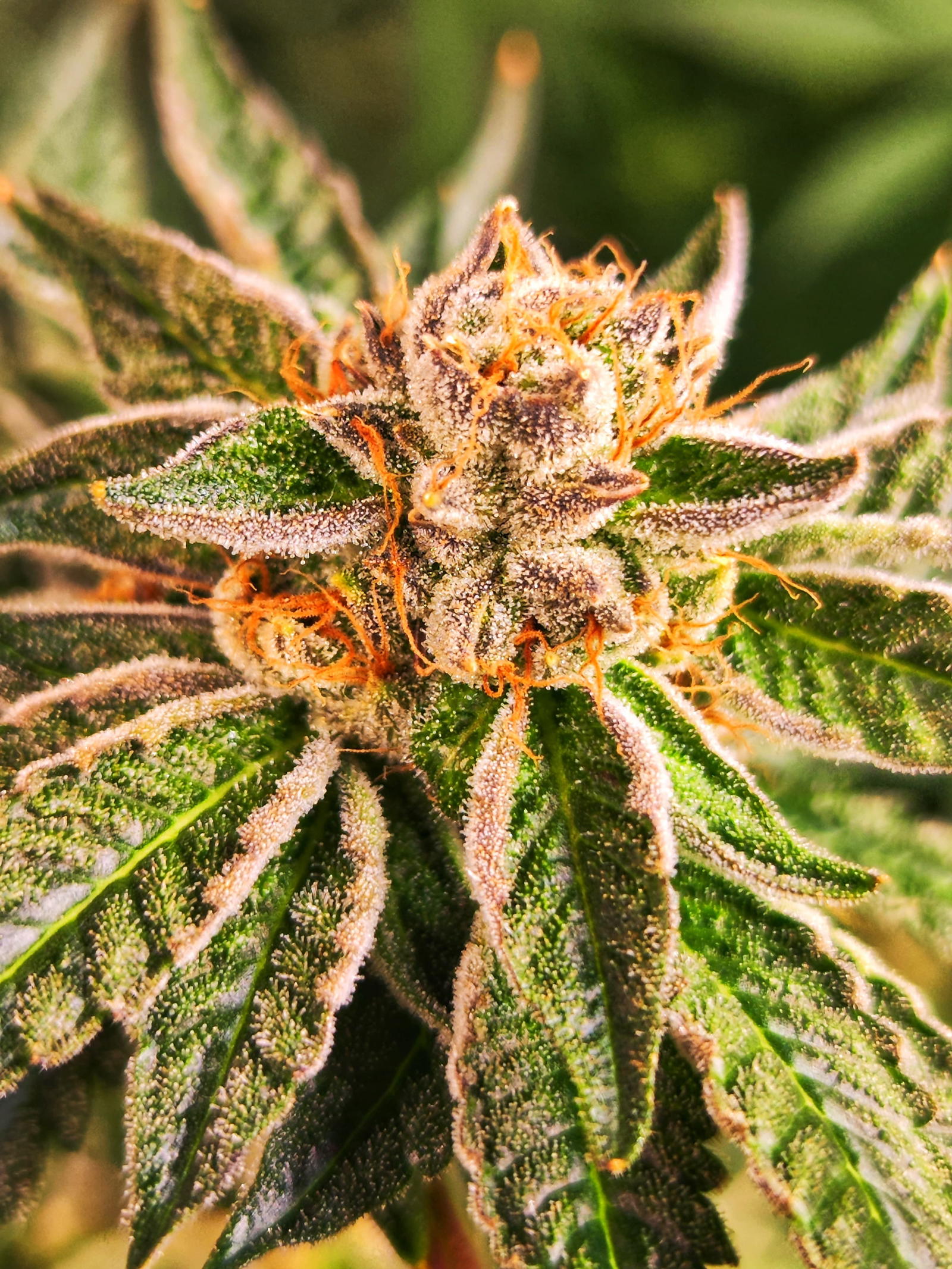 Nahaufnahme einer extrem harzigen Cannabisblüte der Sorte Rainbow Beltz