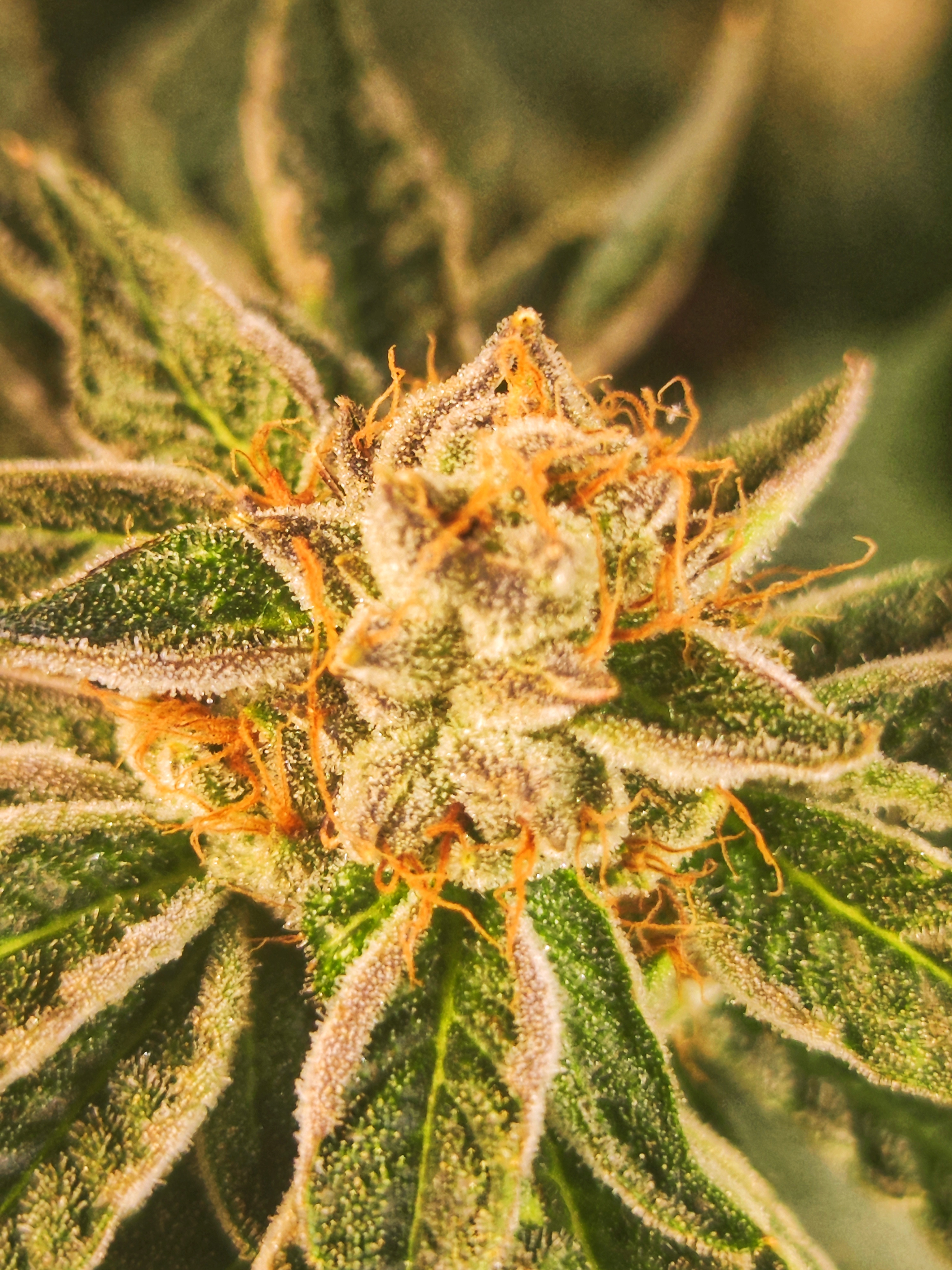 Cannabis Farben verstärken: Rainbow Beltz mit lila und pinken Buds durch Anthocyane und Cold Stress Techniken