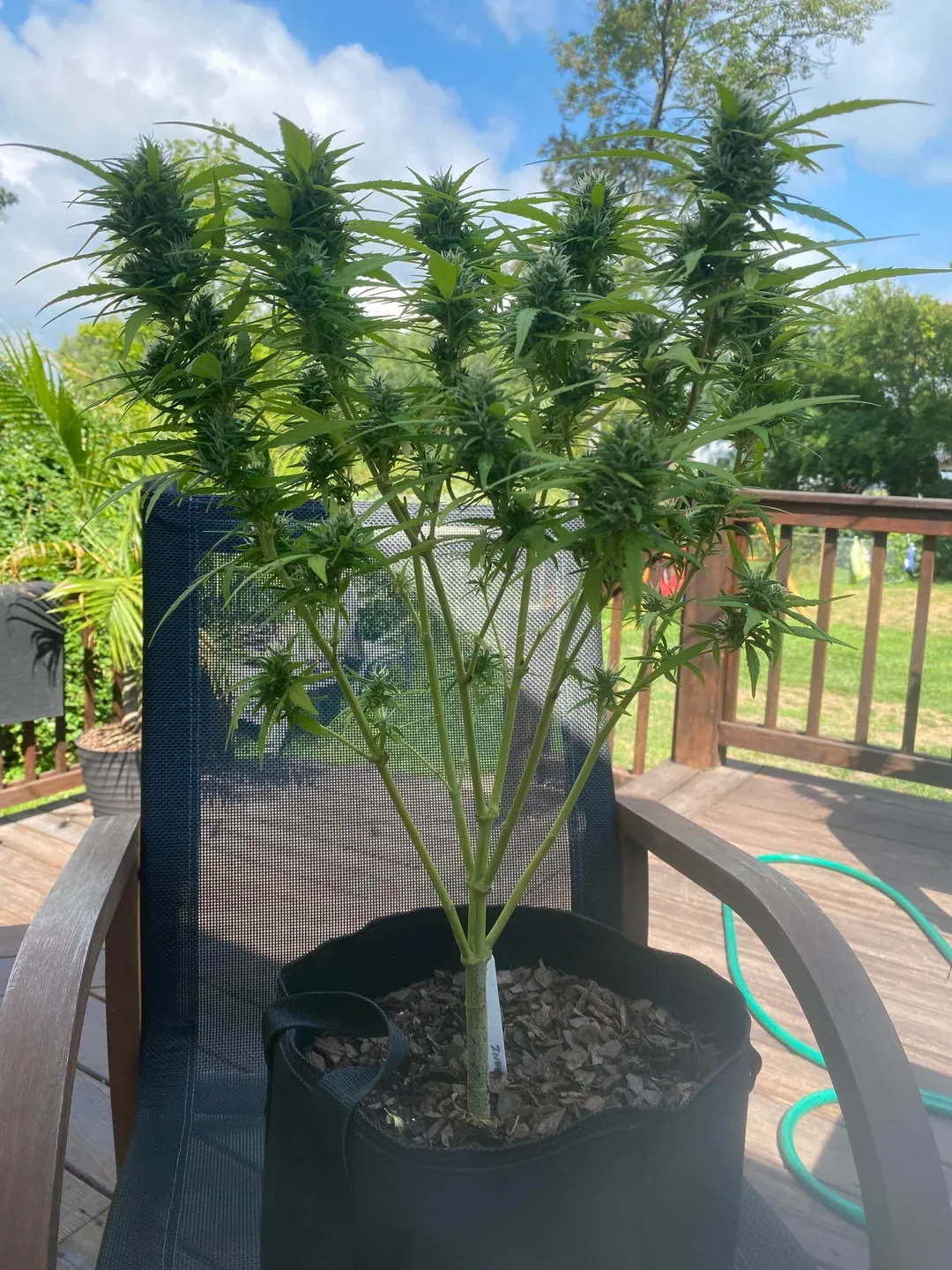 Eine Outdoor-Afghani-Pflanze, die in Michigan prächtig gedeiht.