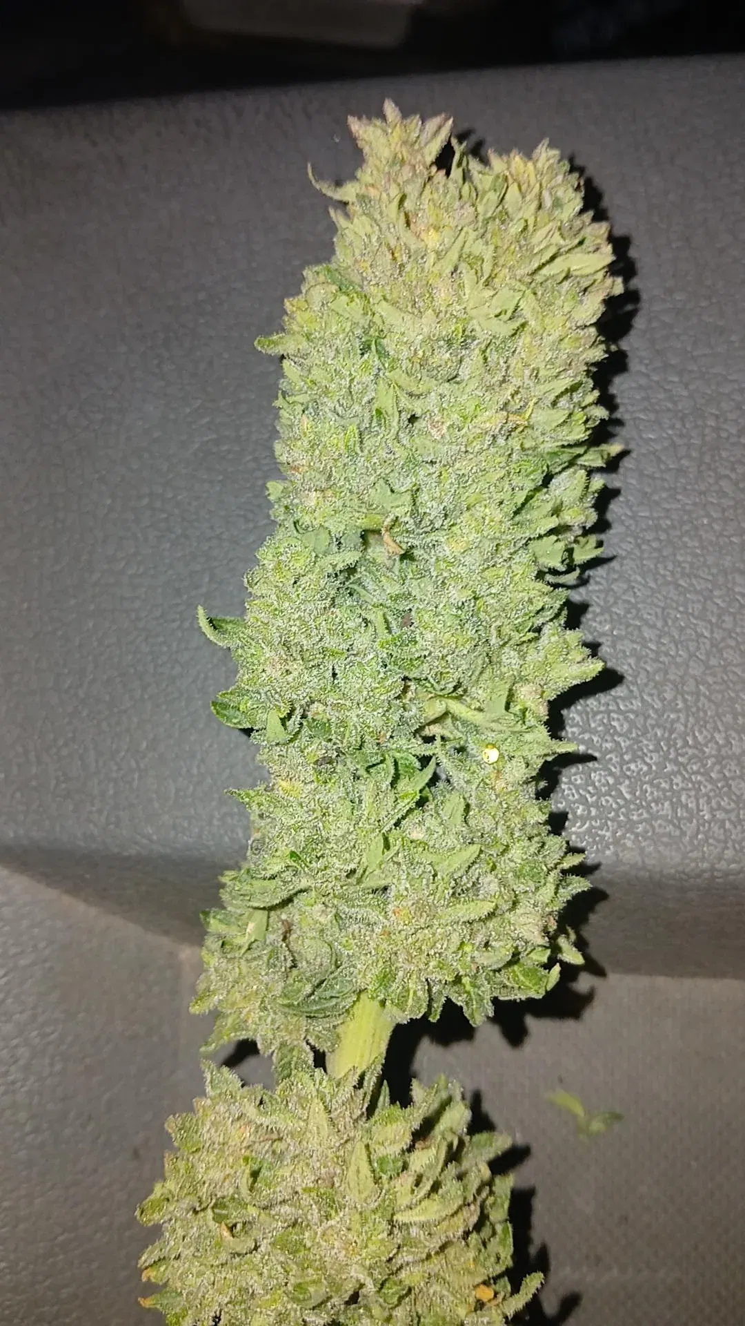 Durban Poison Bud vertikal.