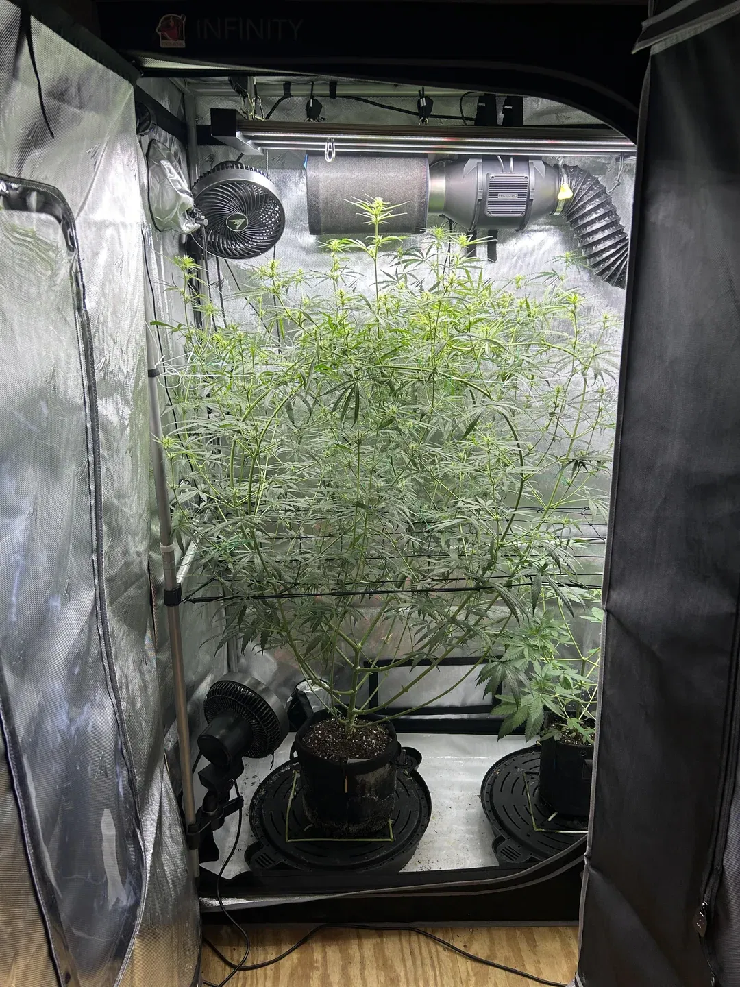 Durban Poison Bud Nahaufnahme.
