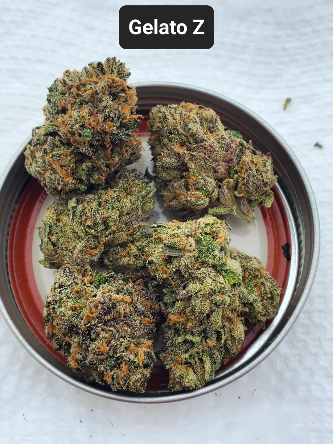 Gelato Z community shot