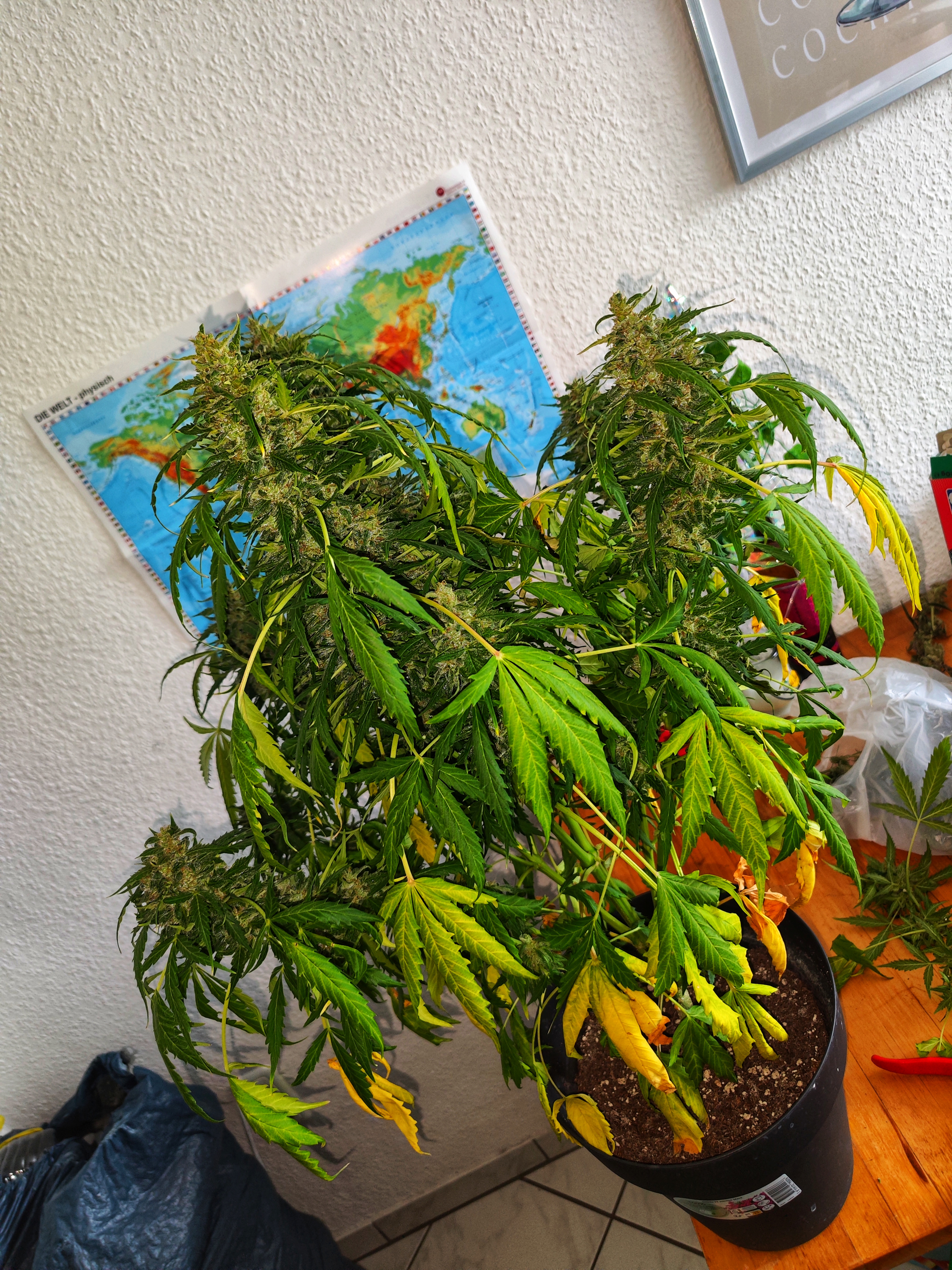 Wedding Cake Auto Close-up mit dichter Trichomstruktur